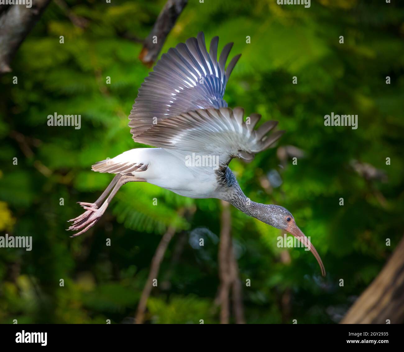 A juvenile White Ibis in flight in the Florida Everglades. This Ibis was sitting in a tree for awhile and then finally took off to go for a swim. Stock Photo