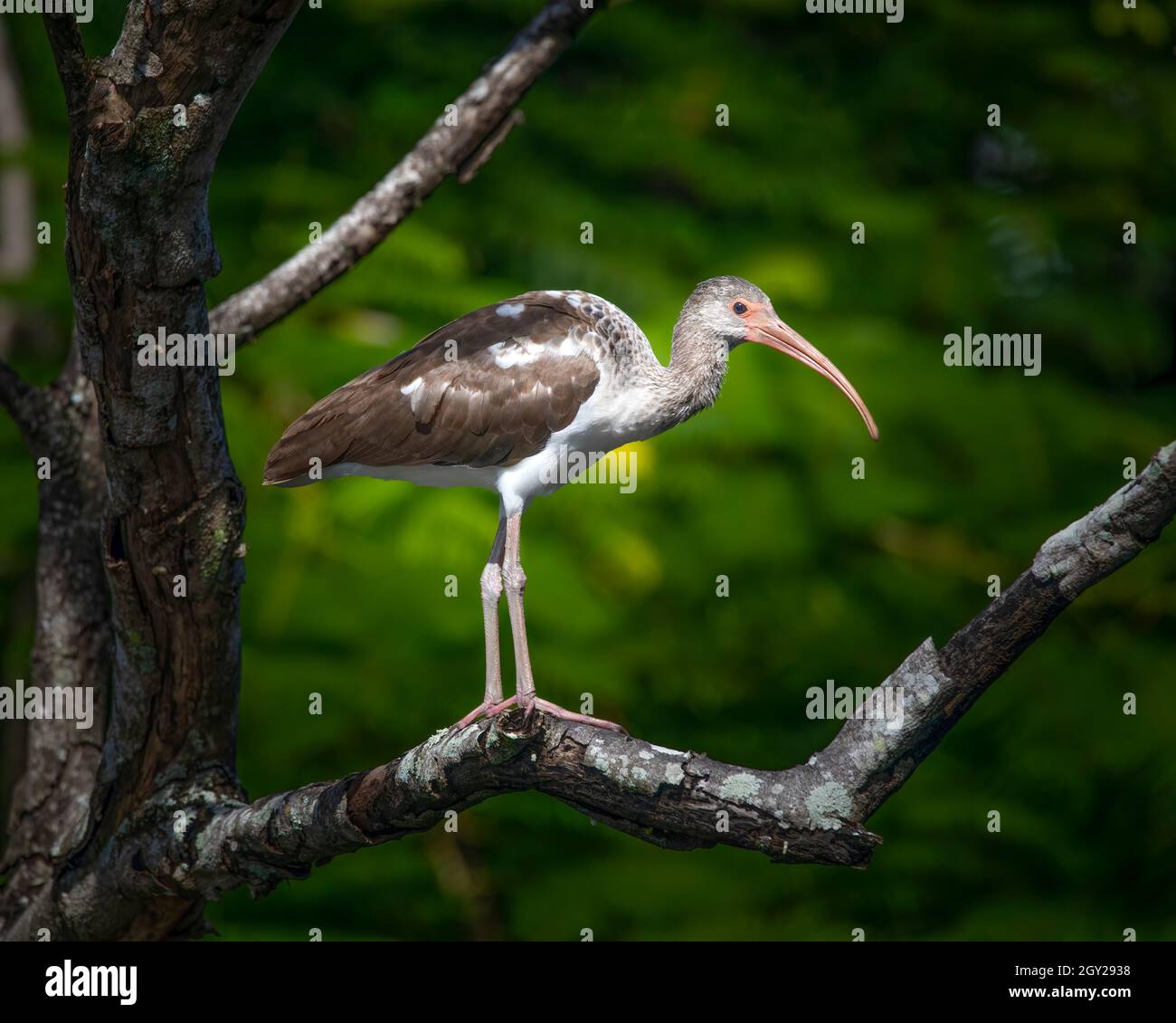 A juvenile White Ibis perches in a tree in the Florida Everglades. The juvenile has patches of brown and white before turning all white at adulthood. Stock Photo