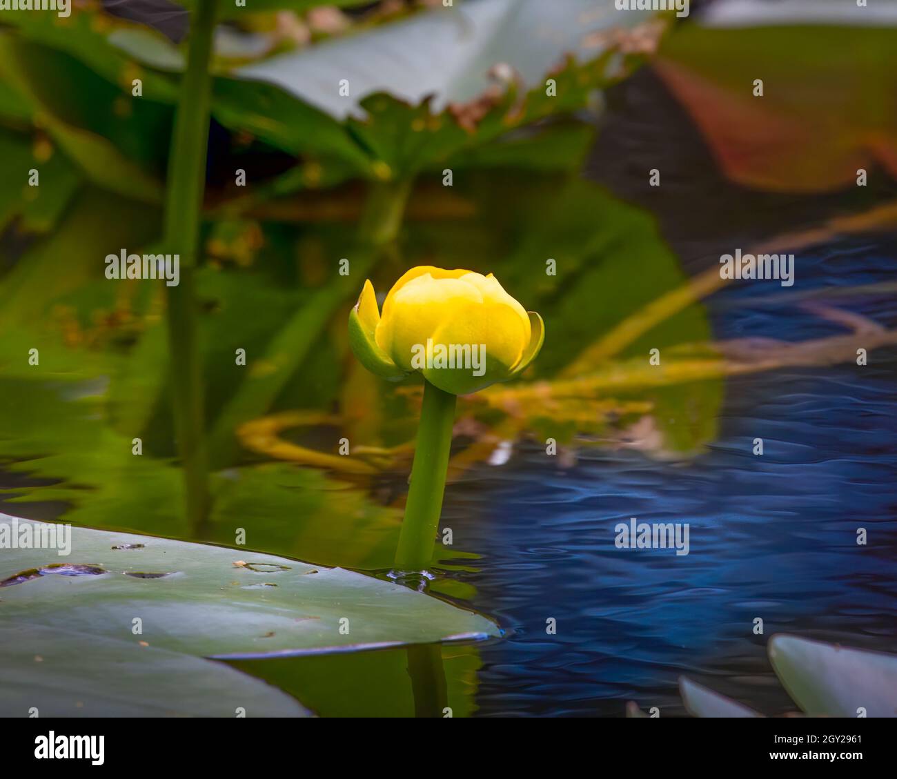 A Water Lily bud grows next to a lily pad in the Florida Everglades. Stock Photo