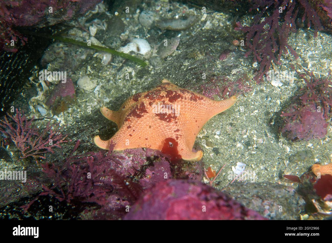 Bat sea star, Asterina miniata, Point Lobos State Natural Reserve, California, USA Stock Photo