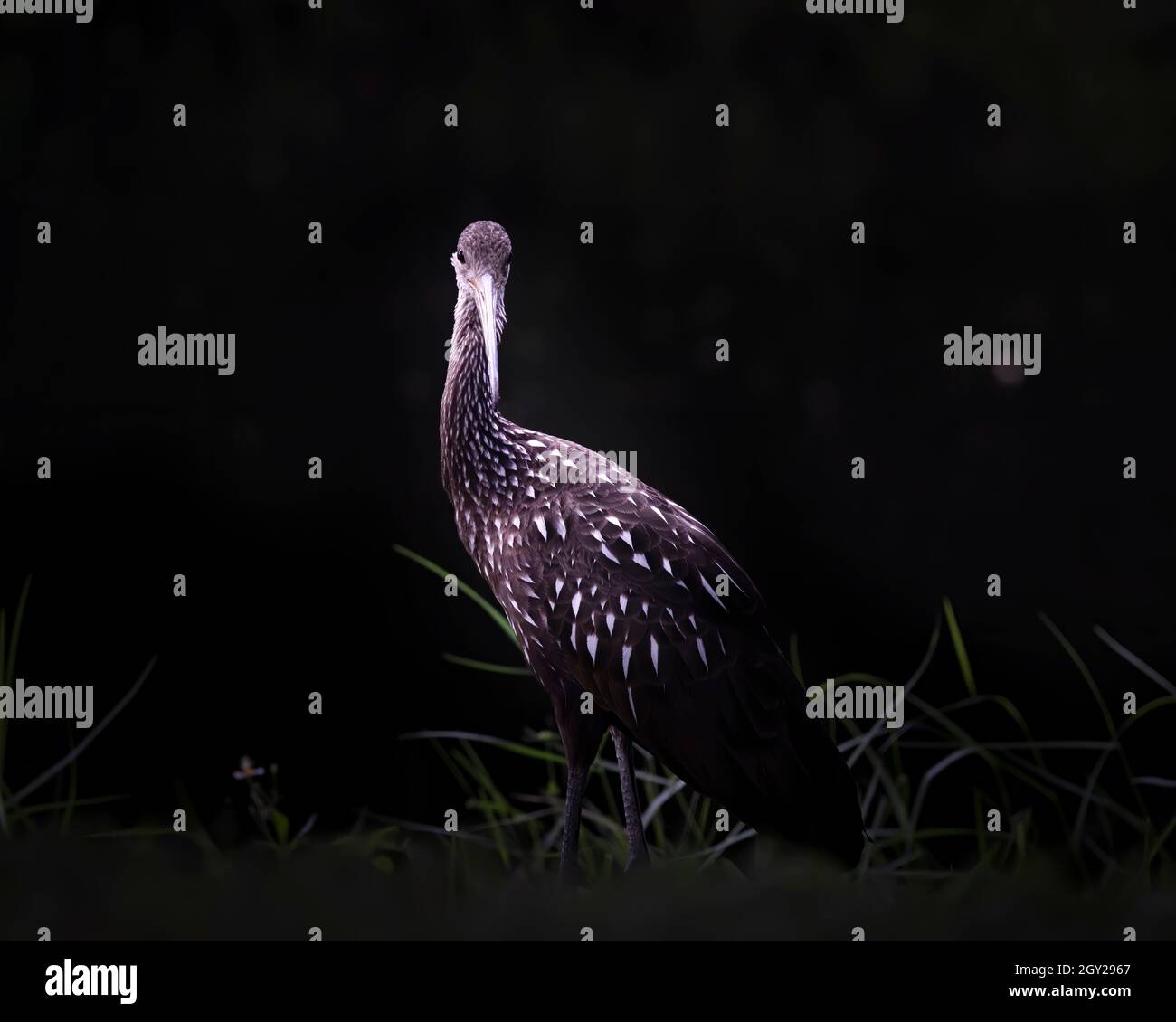 A portrait of a Limpkin in the Florida Everglades. It actually seemed to enjoy having it's picture taken as it kept coming closer to check me out. Stock Photo