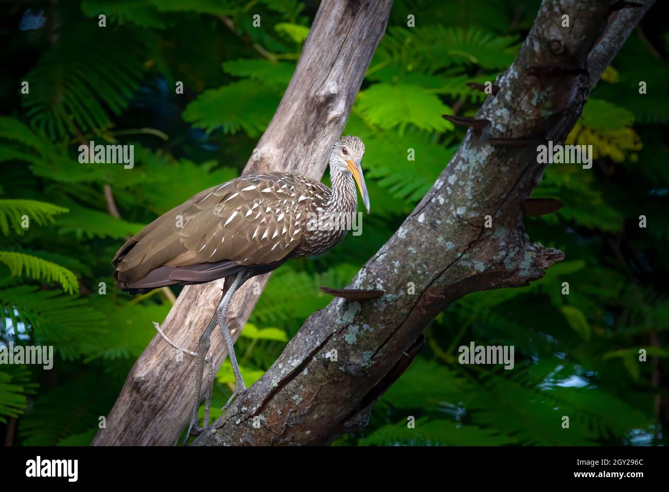 A Limpkin lands in a tree after a swim in the Florida Everglades. Limpkins seem to love this tree as it's right next to a small creek. Stock Photo