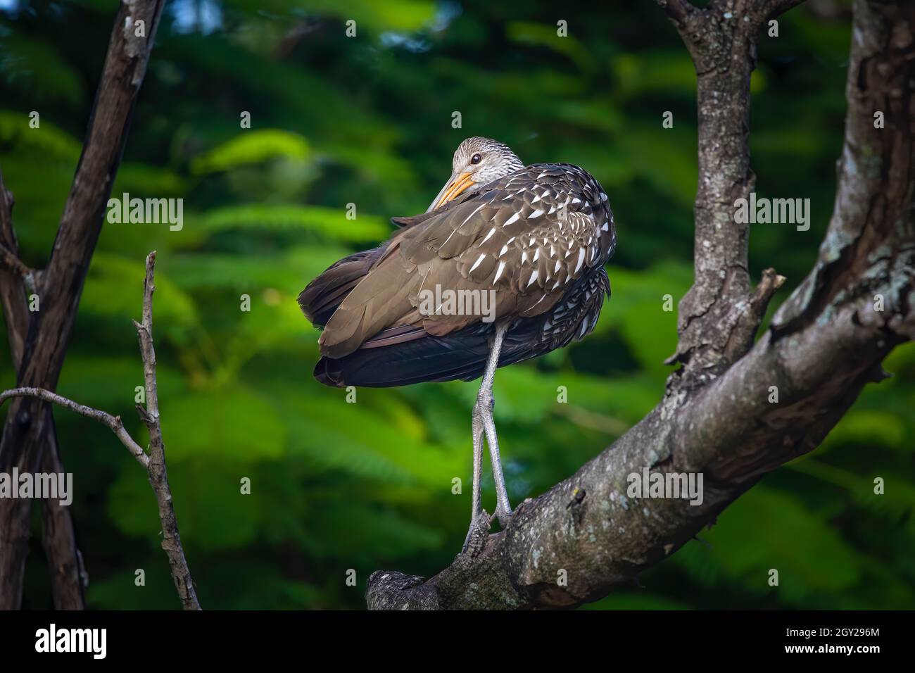 A Limpkin dries it's feathers after a swim in the Florida Everglades. Stock Photo