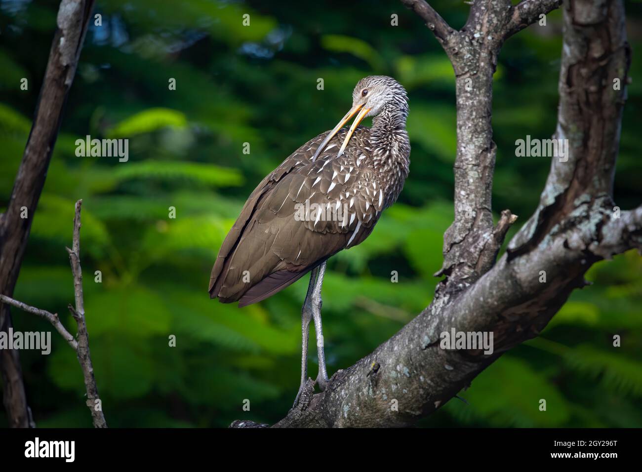 A Limpkin does some preening after a swim in a creek in the Florida Everglades. Stock Photo