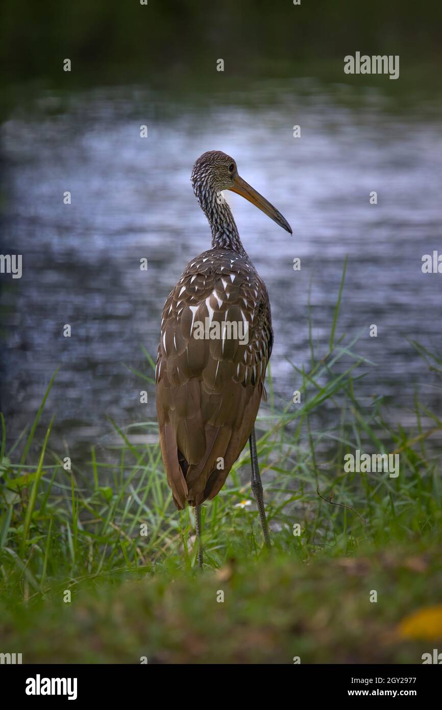 A Limpkin seems lost in thought while staring out into the water in the Florida Everglades. Stock Photo
