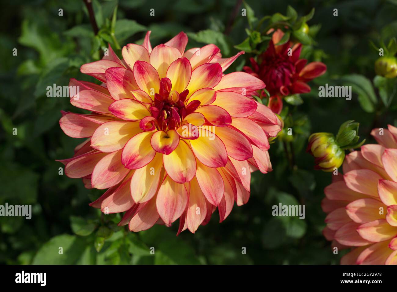 Dahlia Mai Tai Stock Photo - Alamy