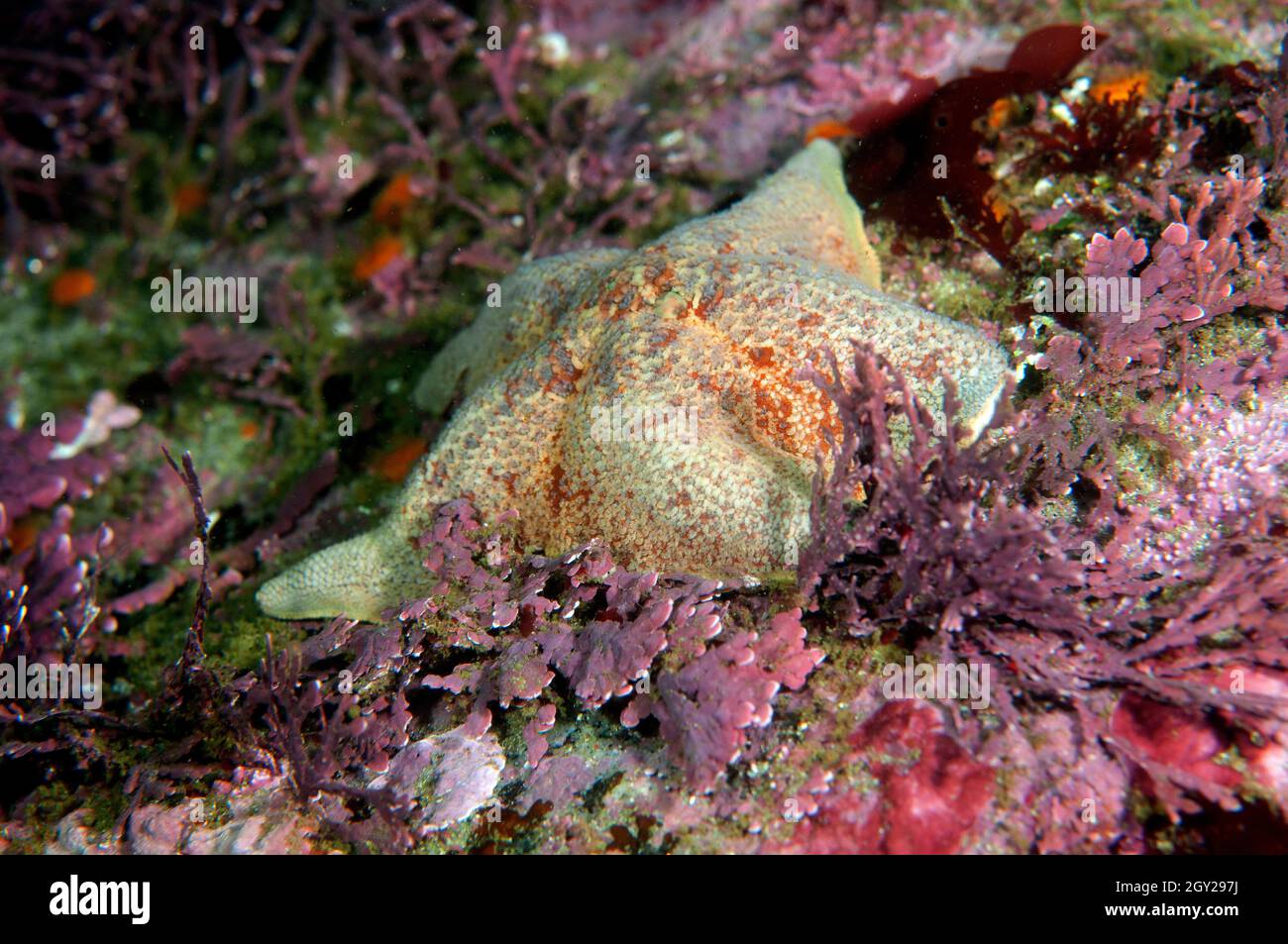 Bat sea star, Asterina miniata, Point Lobos State Natural Reserve, California, USA Stock Photo