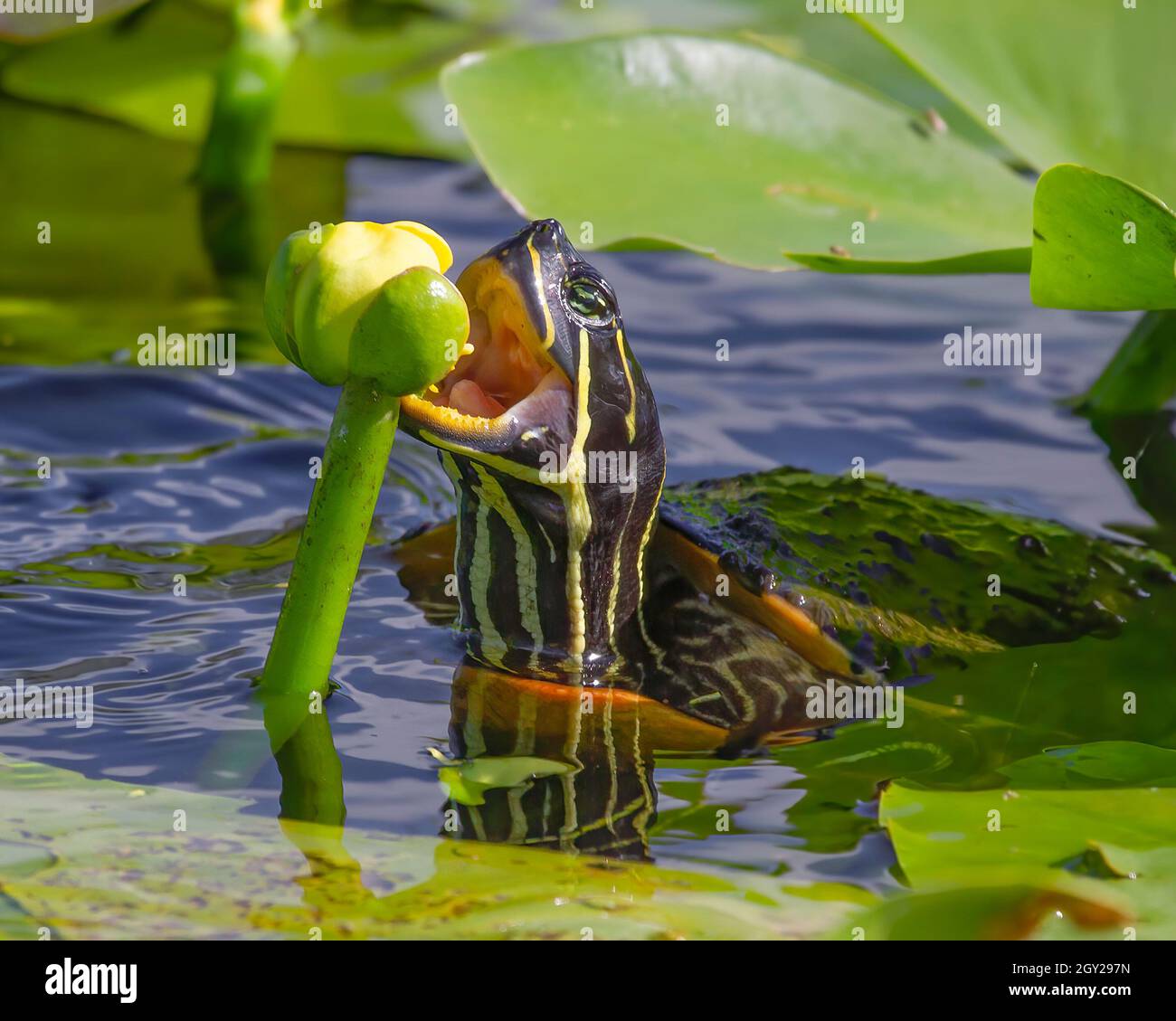 A cooter turtle snacks on a lily flower bud. The Cooter Turtle is one of the most common freshwater turtles in the Florida Everglades. Stock Photo