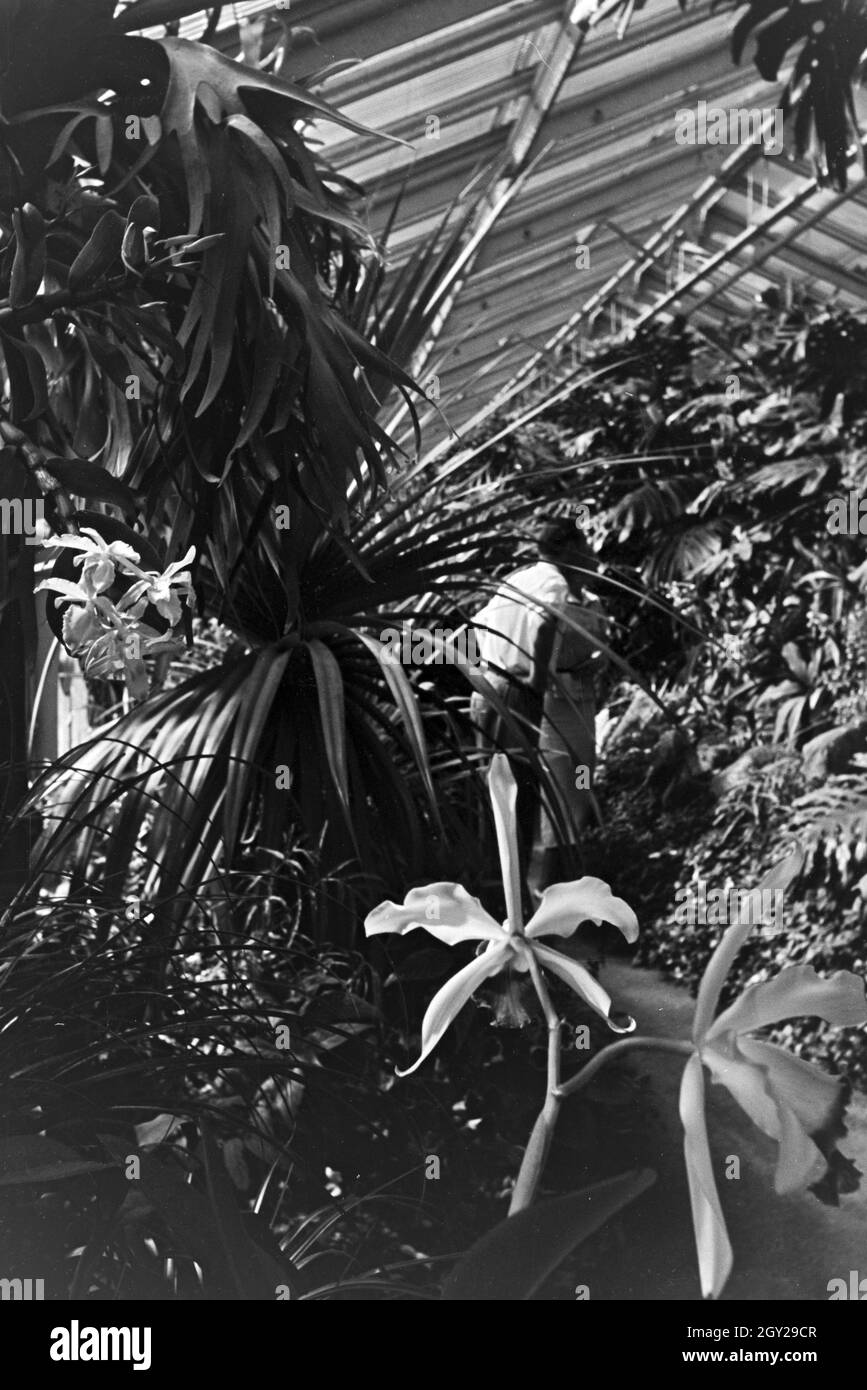 Exotische Pflanzen im botanischen Garten Wilhelma in Stuttgart, Deutschland  1930er Jahre. Exotic plants in the botanical garden Wilhelma in Stuttgart,  Germany 1930s Stock Photo - Alamy