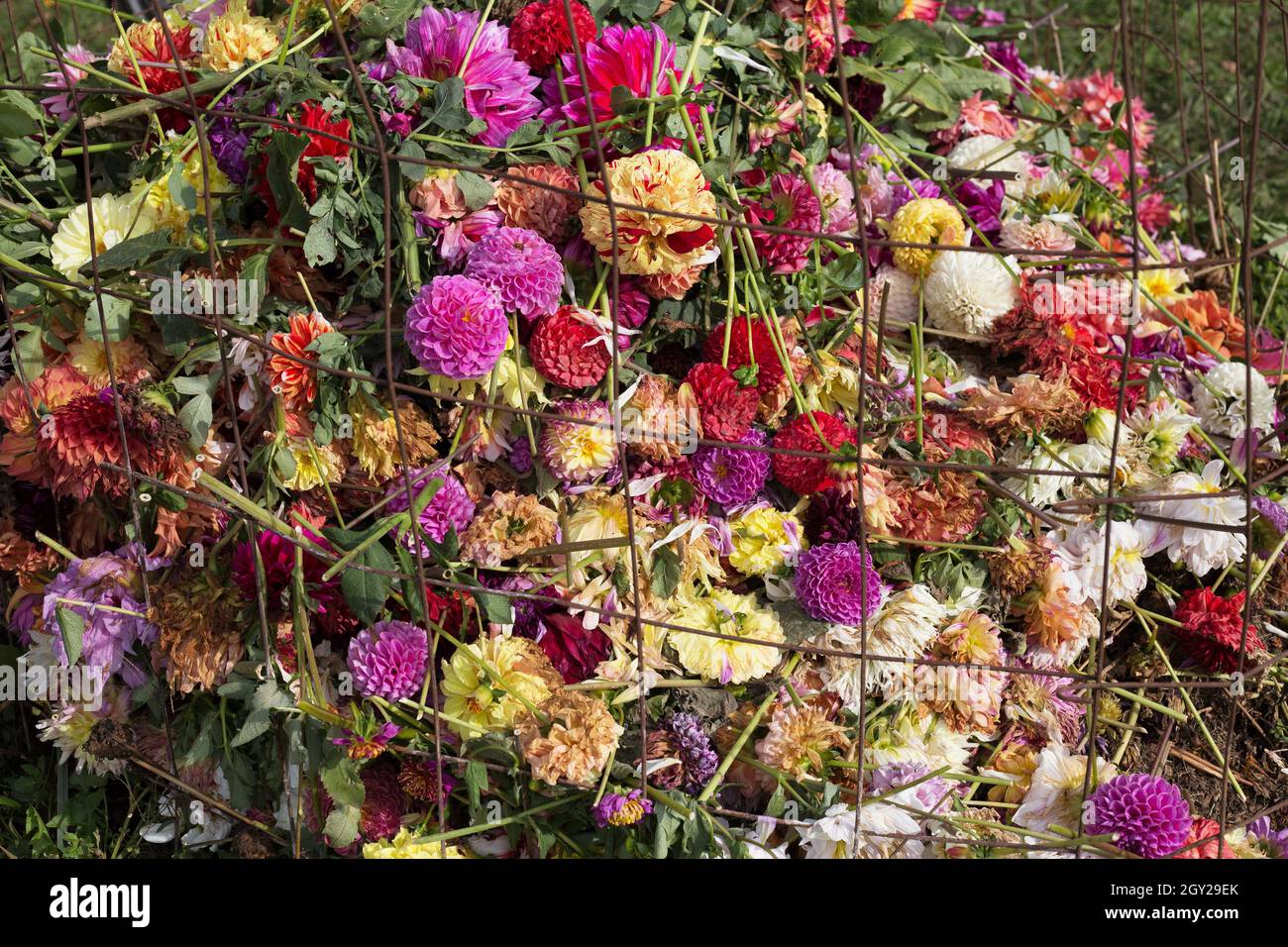 Compost heap consisting of dead or dying flowers from a dahlia flower