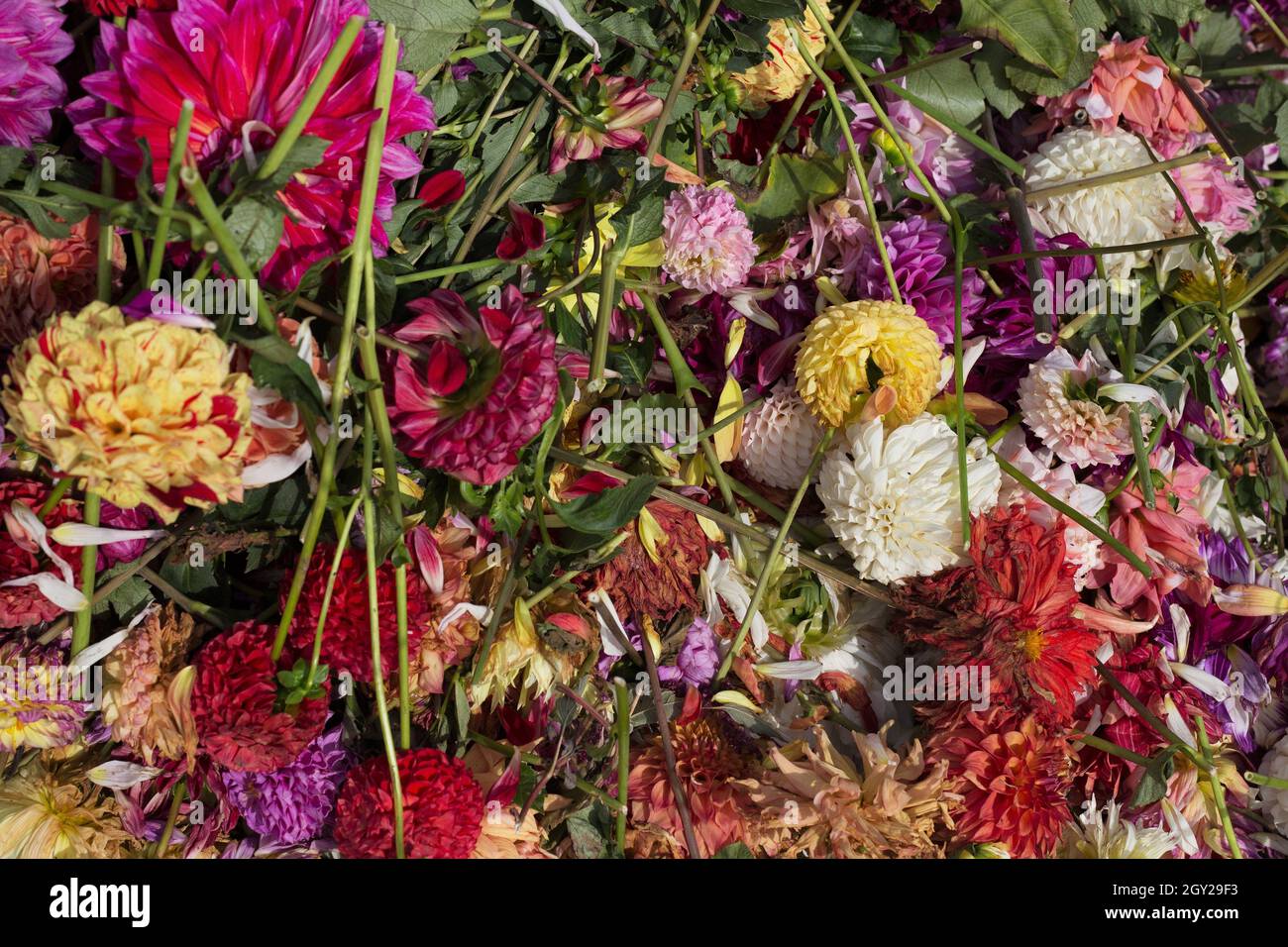 Compost heap consisting of dead or dying flowers from a dahlia flower
