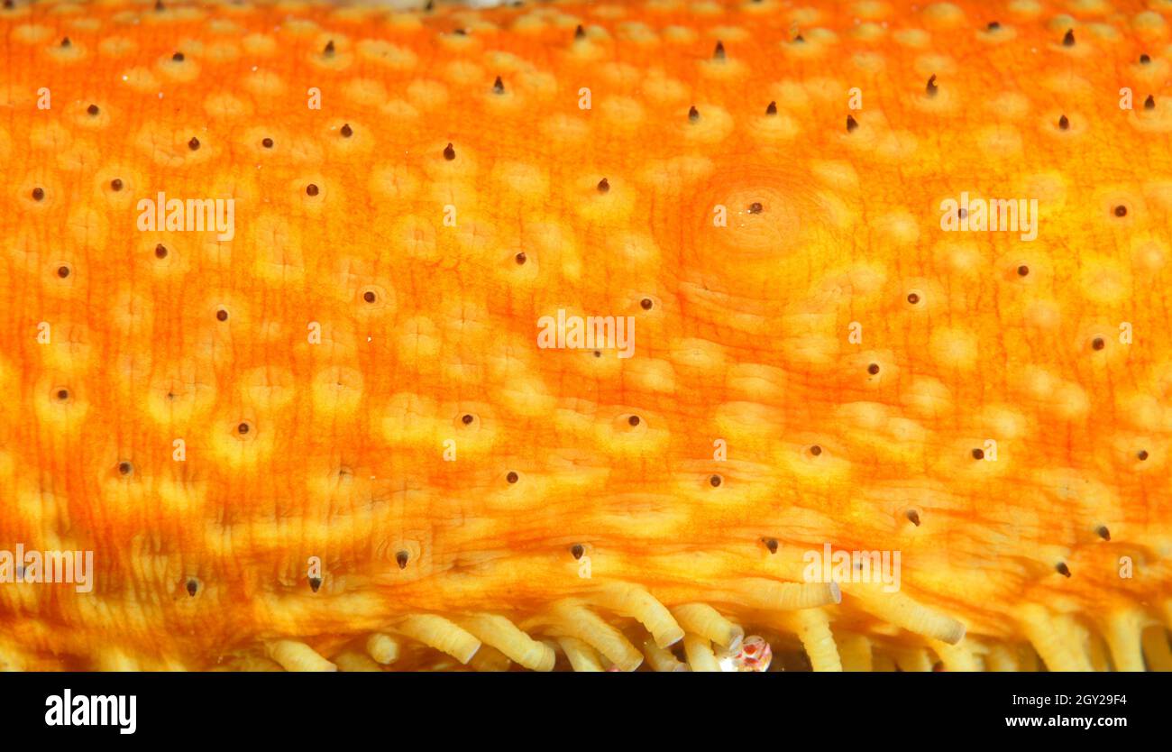 Skin detail of a warty sea cucumber, Apostichopus parvimensis, Point Lobos State Natural Reserve, California, USA Stock Photo