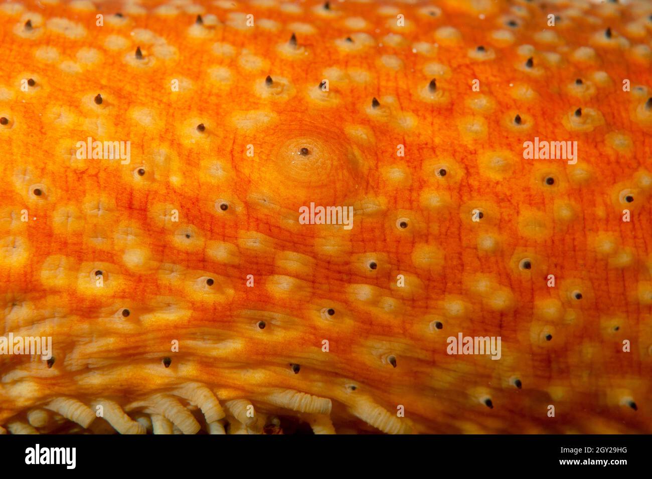 Skin detail of a warty sea cucumber, Apostichopus parvimensis, Point Lobos State Natural Reserve, California, USA Stock Photo