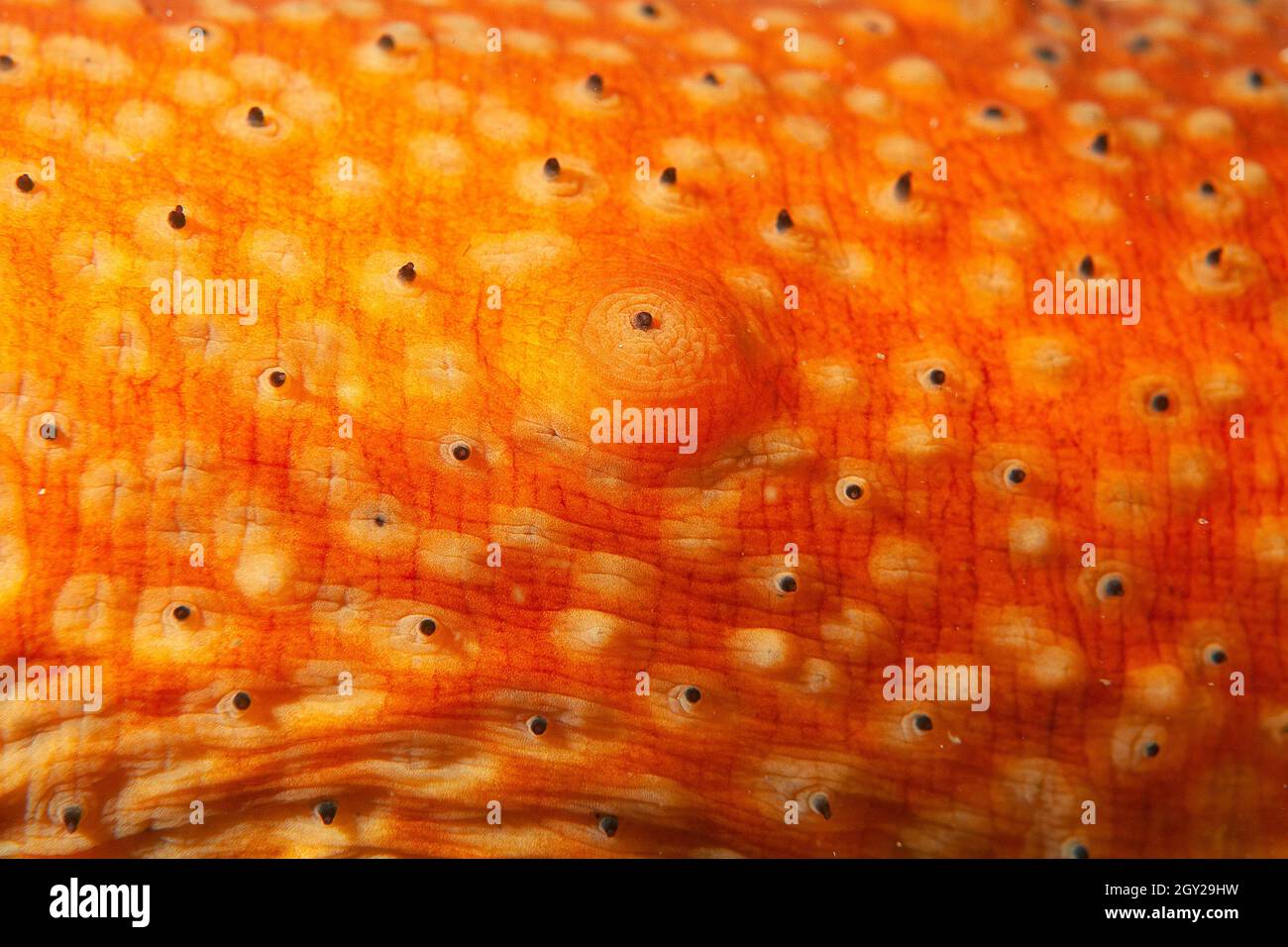 Skin detail of a warty sea cucumber, Apostichopus parvimensis, Point Lobos State Natural Reserve, California, USA Stock Photo