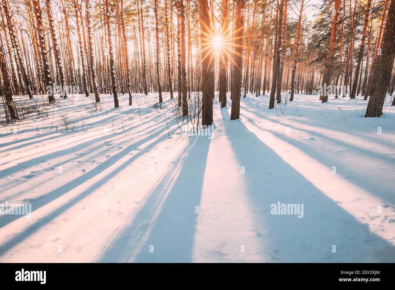 Beautiful Blue Shadows From Pines Trees In Motion On Winter Snowy ...