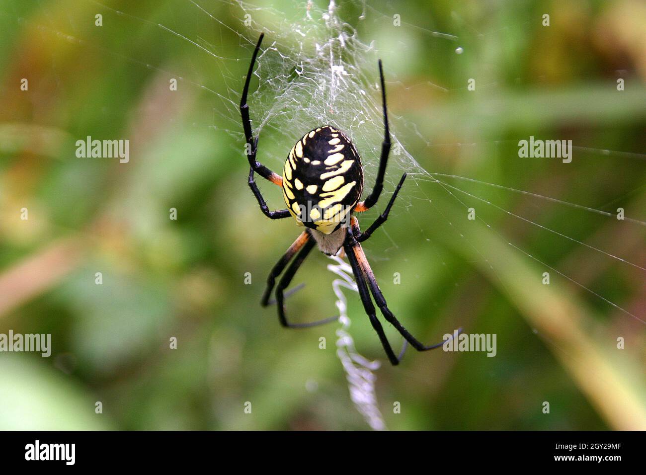 Close up of a colorful golden orb spider outside spinning its distinctive web Stock Photo Alamy