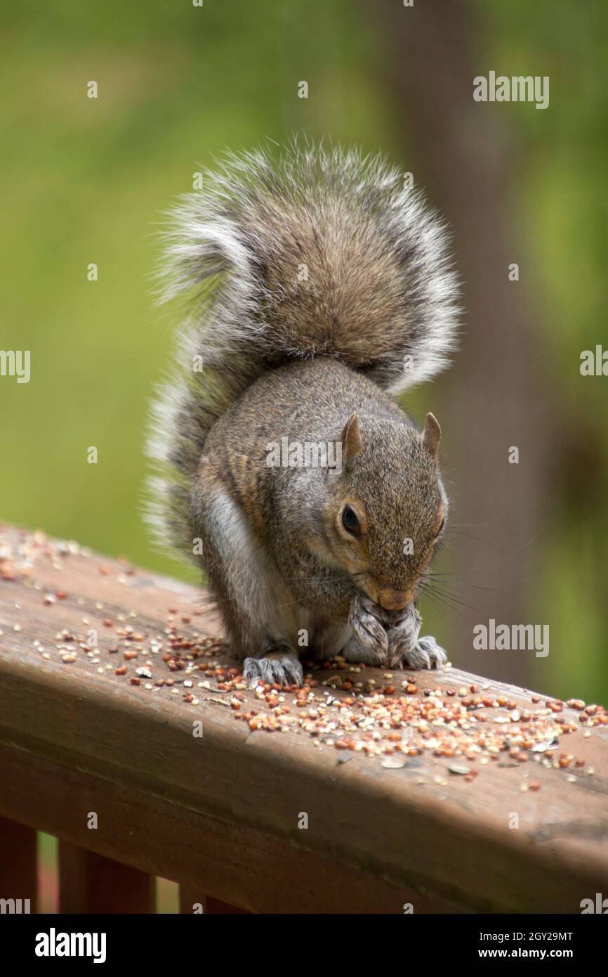 Gray squirrel nibbles on bird seed on a wooden deck railing in