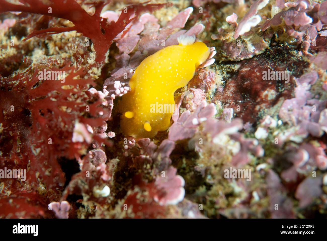 Dorid nudibranch or sea slug, Doriopsilla albopunctata, Point Lobos State Natural Reserve, California, USA Stock Photo