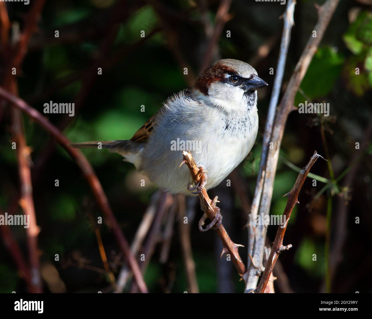 Male House Sparrow in a bramble hedge Stock Photo