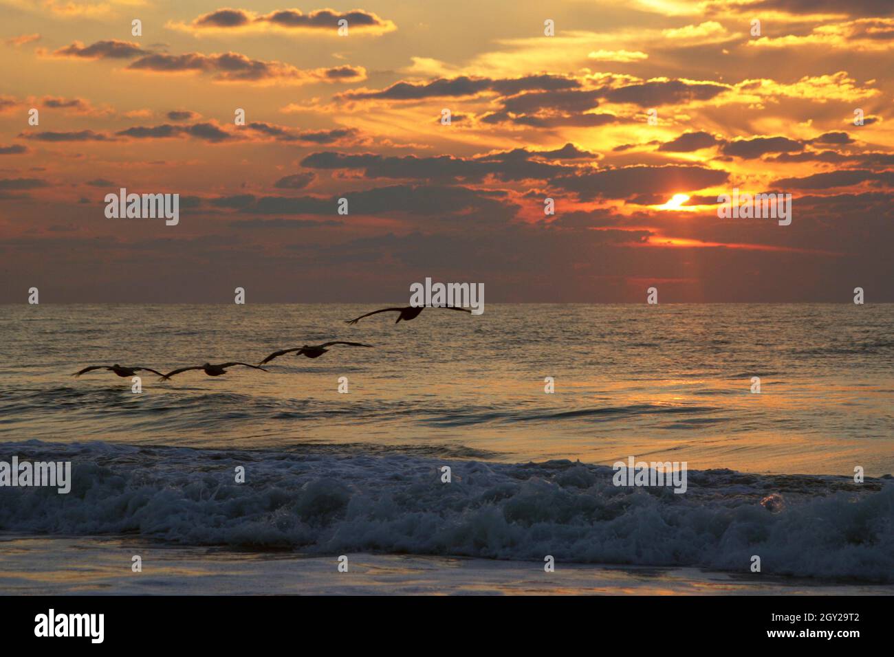 Four pelicans huntinting as their silhouettes glide together in a line over a scenic sea at sunset Stock Photo