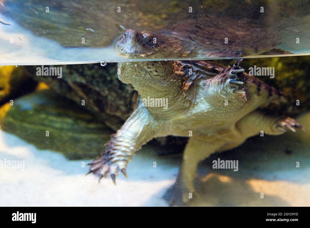 A dangerous, alert, curious and aggressive snapping turtle in a tank of water Stock Photo