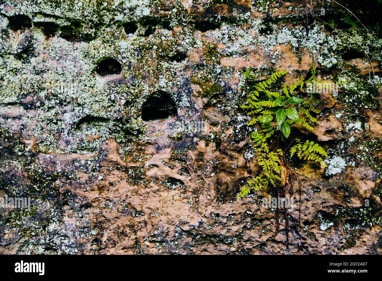 Detail texture stone wall with ferns and lichen Stock Photo