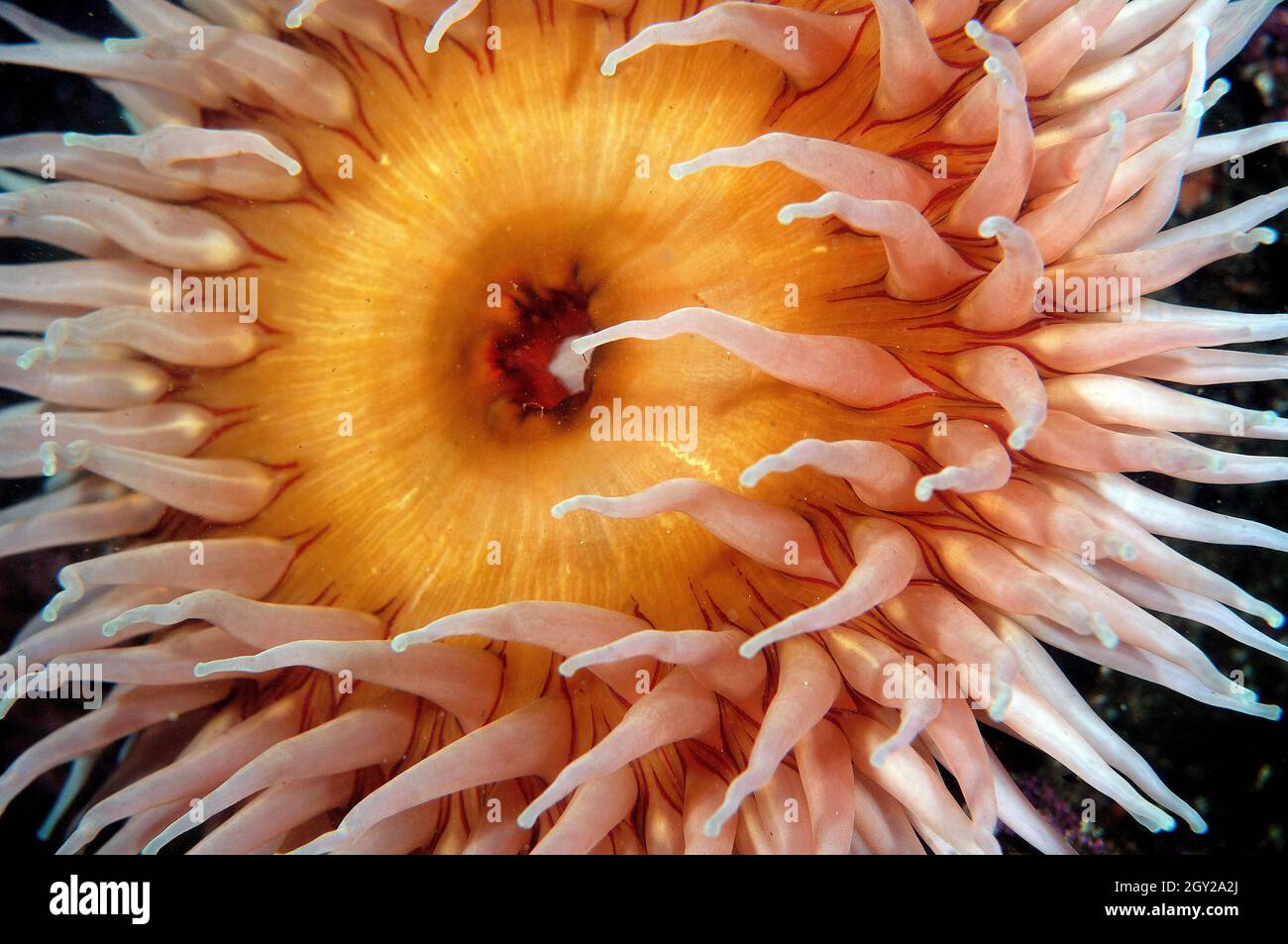 Painted or Christmas anemone, Urticina grebelnyi, Point Lobos State Natural Reserve, California, USA Stock Photo
