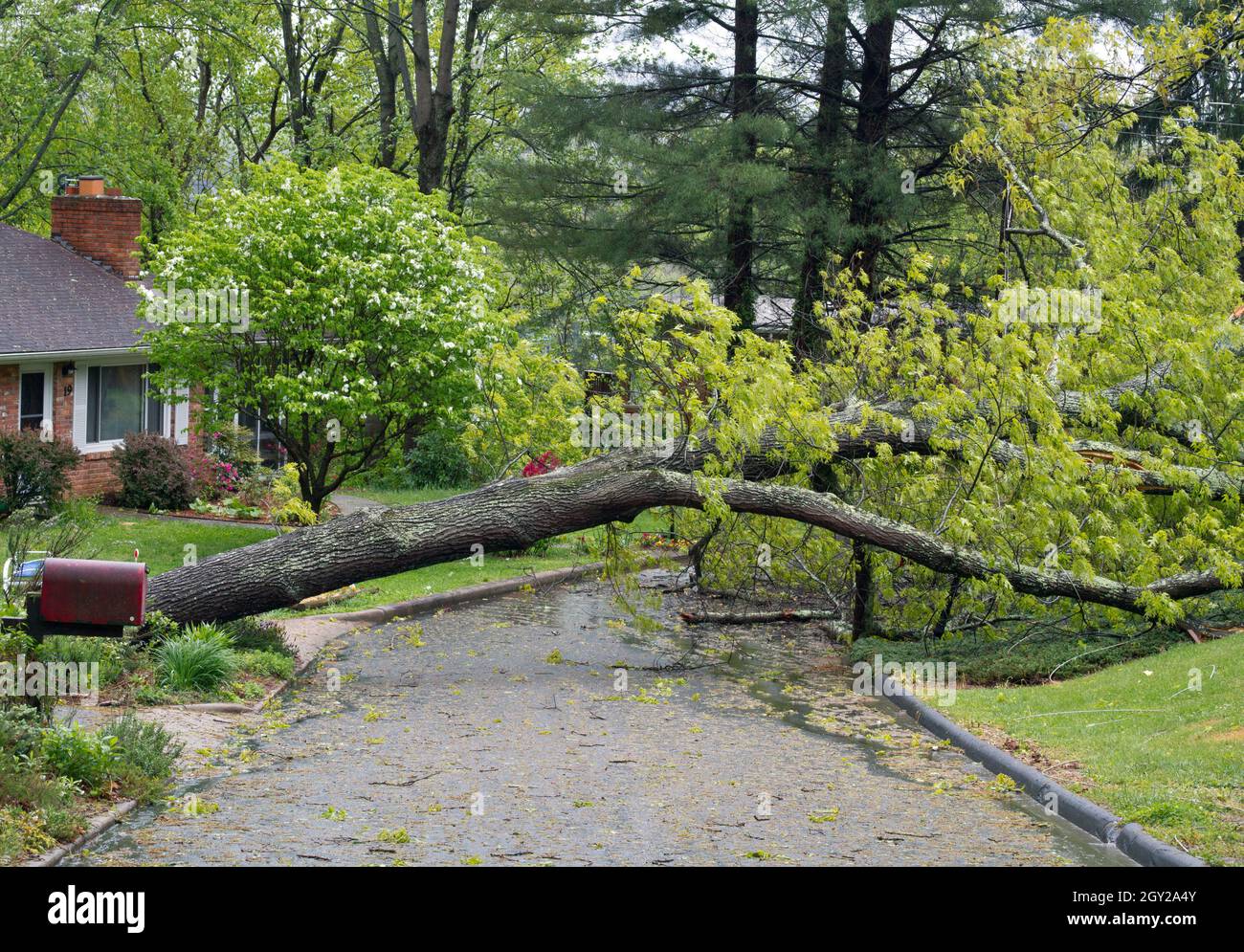 A spring storm blows an oak tree down across a neighborhood street making it imapassable Stock Photo