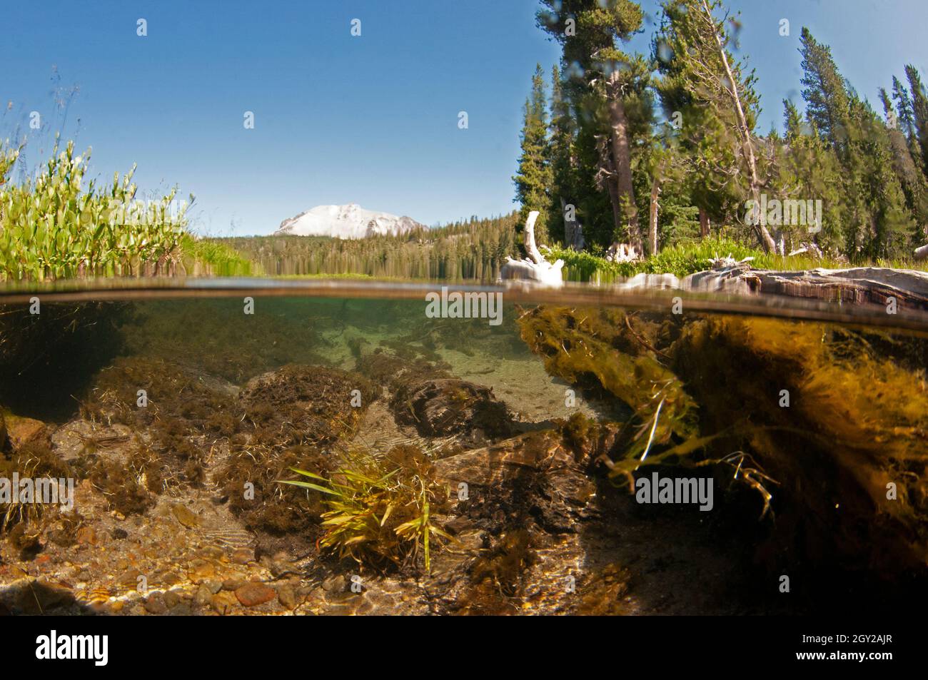Shallow underwater view of rocks in a creek and Mount Lassen, Lassen Volcanic National Park, California, USA Stock Photo