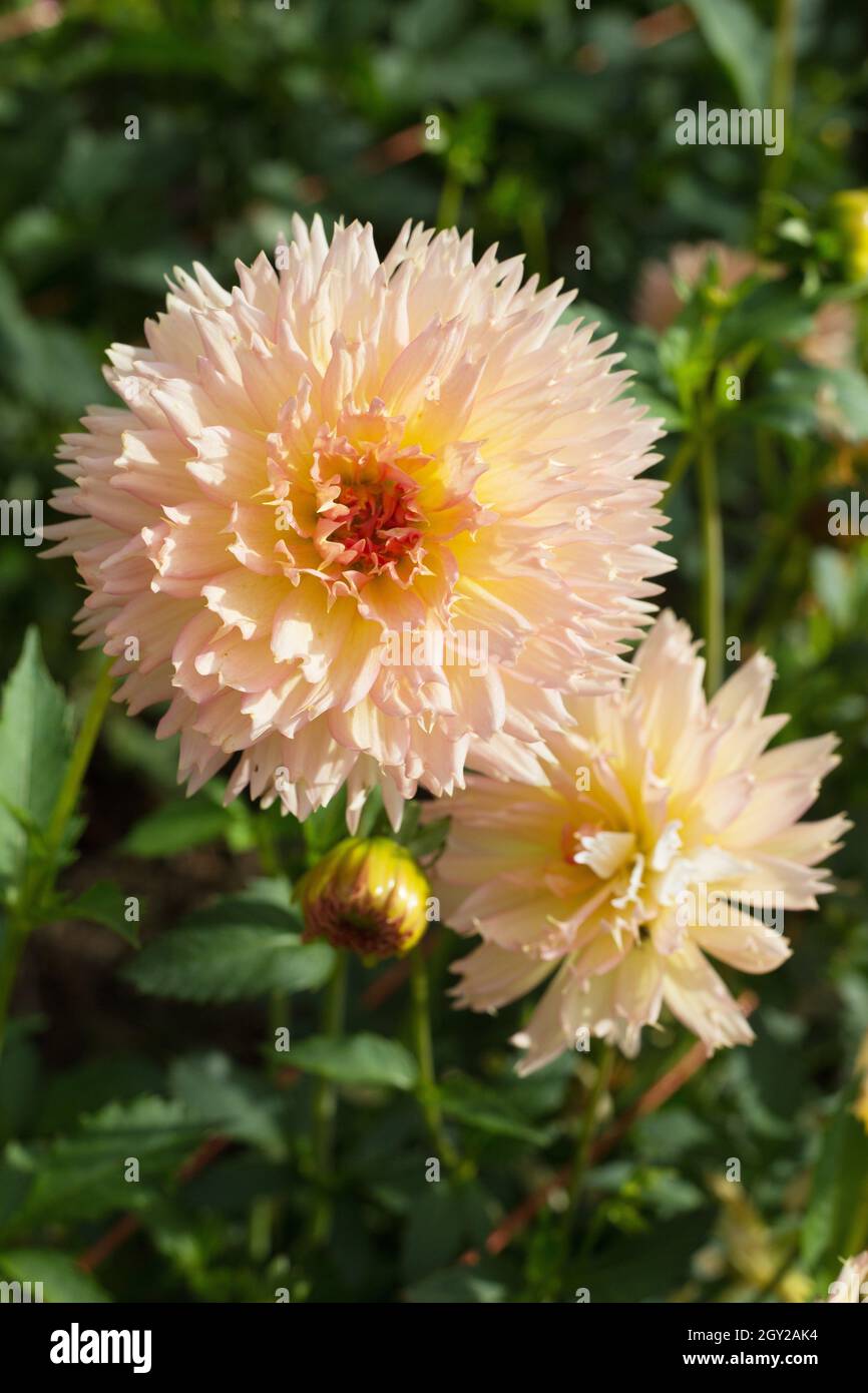 Dahlia ‘Lakeview Peach Fuzz’ Stock Photo - Alamy