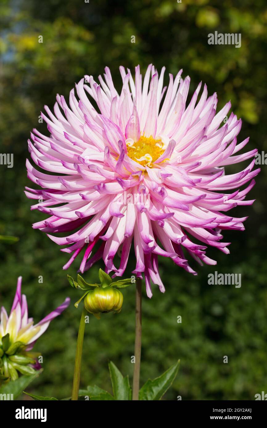 Dahlia 'Suede'. Stock Photo