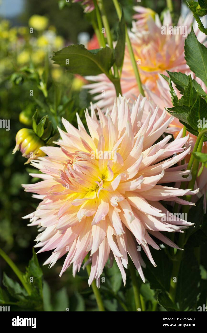 Dahlia 'Shaggy Chic' Stock Photo Alamy