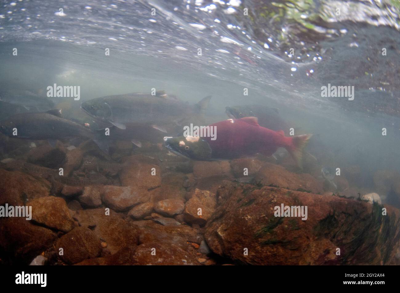 Sockeye salmon, Oncorhynchus nerka, in red coloration ready to spawn, Bear Creek, Seward, Alaska, USA Stock Photo