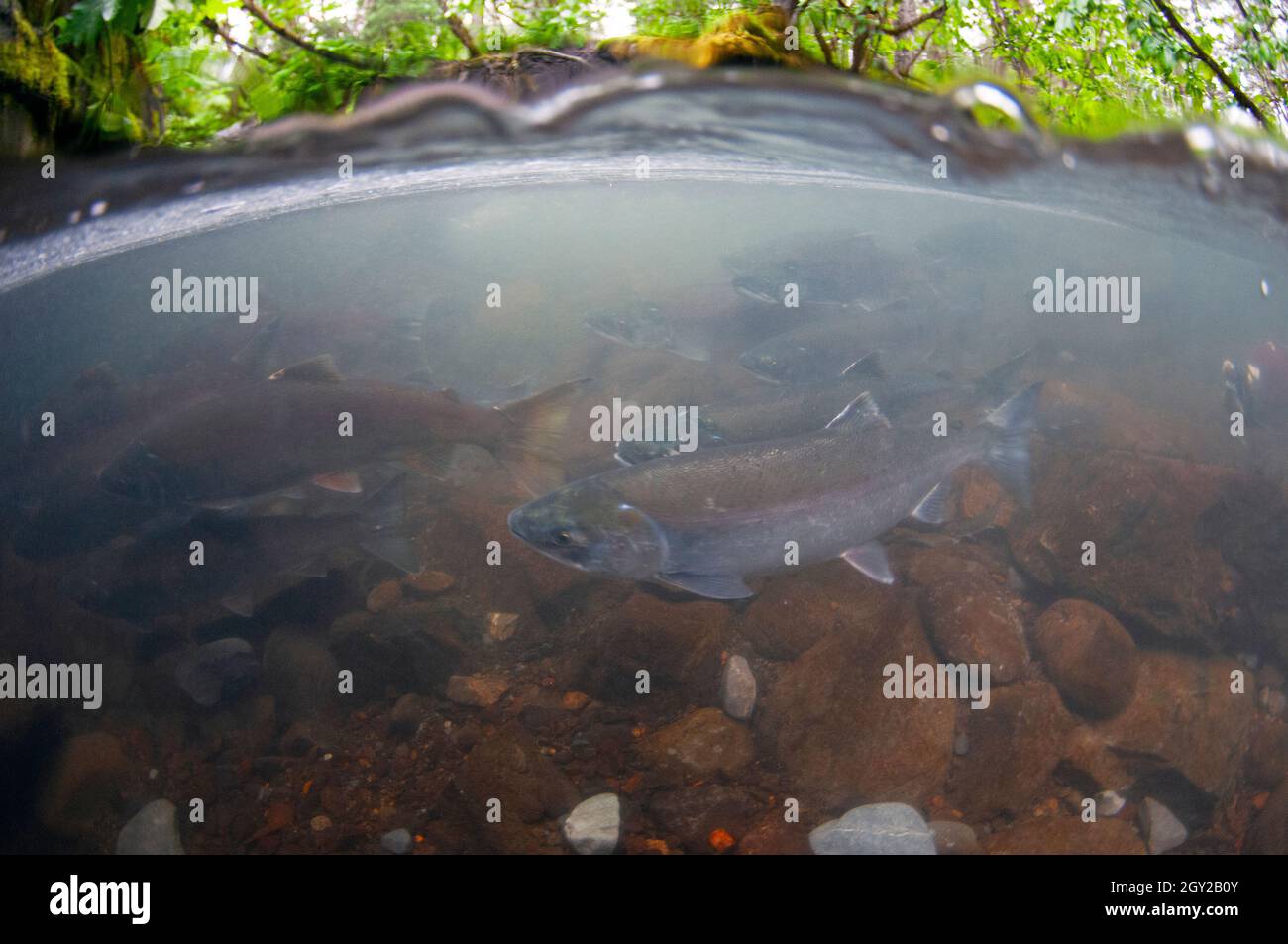 Sockeye salmon, Oncorhynchus nerka, Bear Creek, Seward, Alaska, USA Stock Photo
