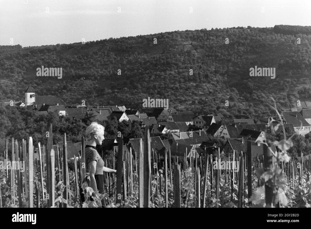 Eine junge Frau inmitten der Weinberge von Schnait (Weinstadt), Deutschland 1930er Jahre. A young woman standing amidst the vineyards of Schnait (Weinstadt), Germany 1930s. Stock Photo