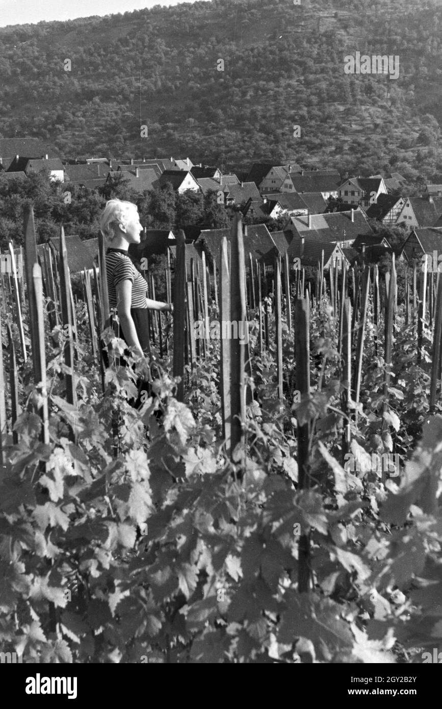 Eine junge Frau inmitten der Weinberge von Schnait (Weinstadt), Deutschland 1930er Jahre. A young woman standing amidst the vineyards of Schnait (Weinstadt), Germany 1930s. Stock Photo