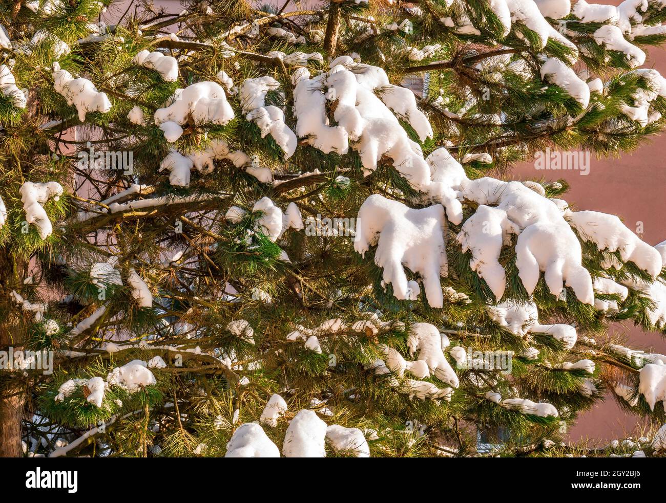 Snow on a pine tree illuminated by the sun Stock Photo