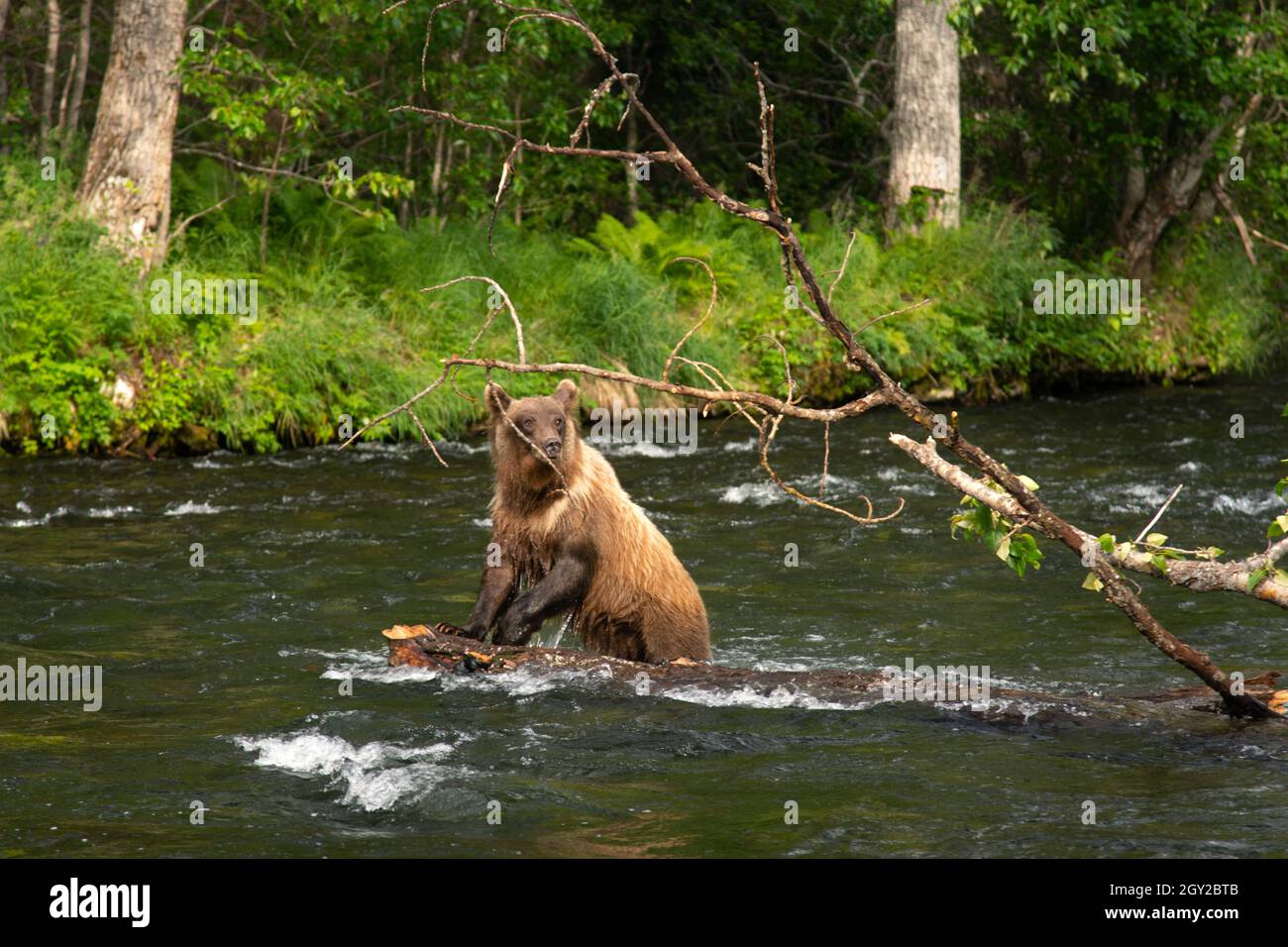 Brown bear, Ursus arctos, Russian River, Kenai Peninsula, Alaska, USA