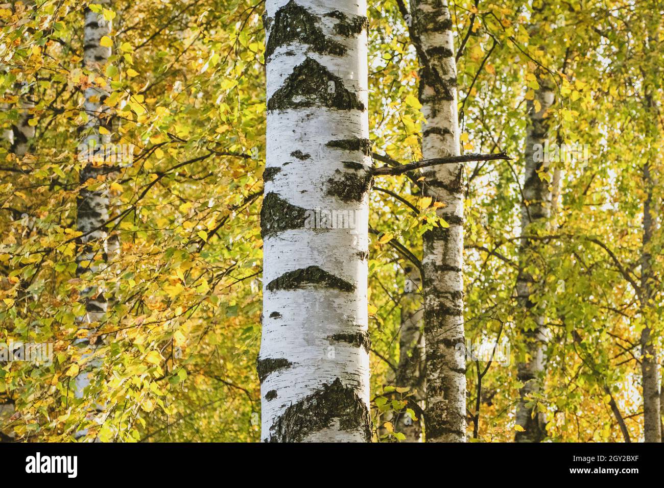 White Birch tree against yellow fall foliage Stock Photo Alamy