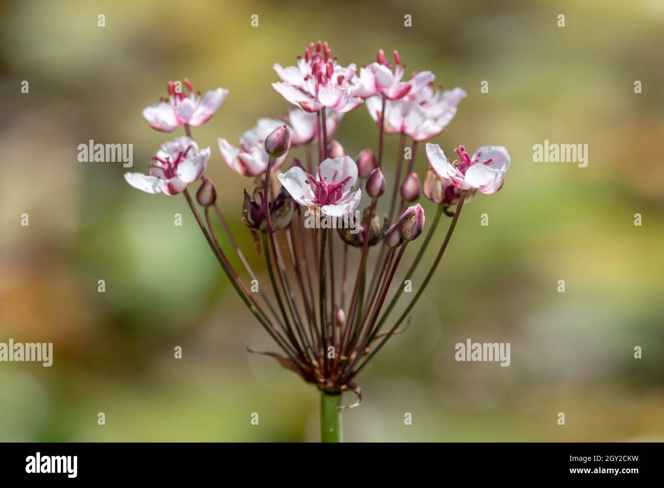 Close up of grass rush (butomus umbellatus) flowers in bloom Stock Photo