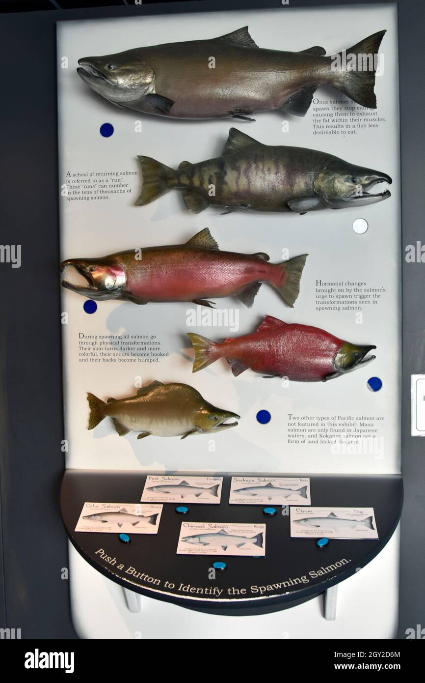 Alaska Salmon Identification - Alaska Fishin 