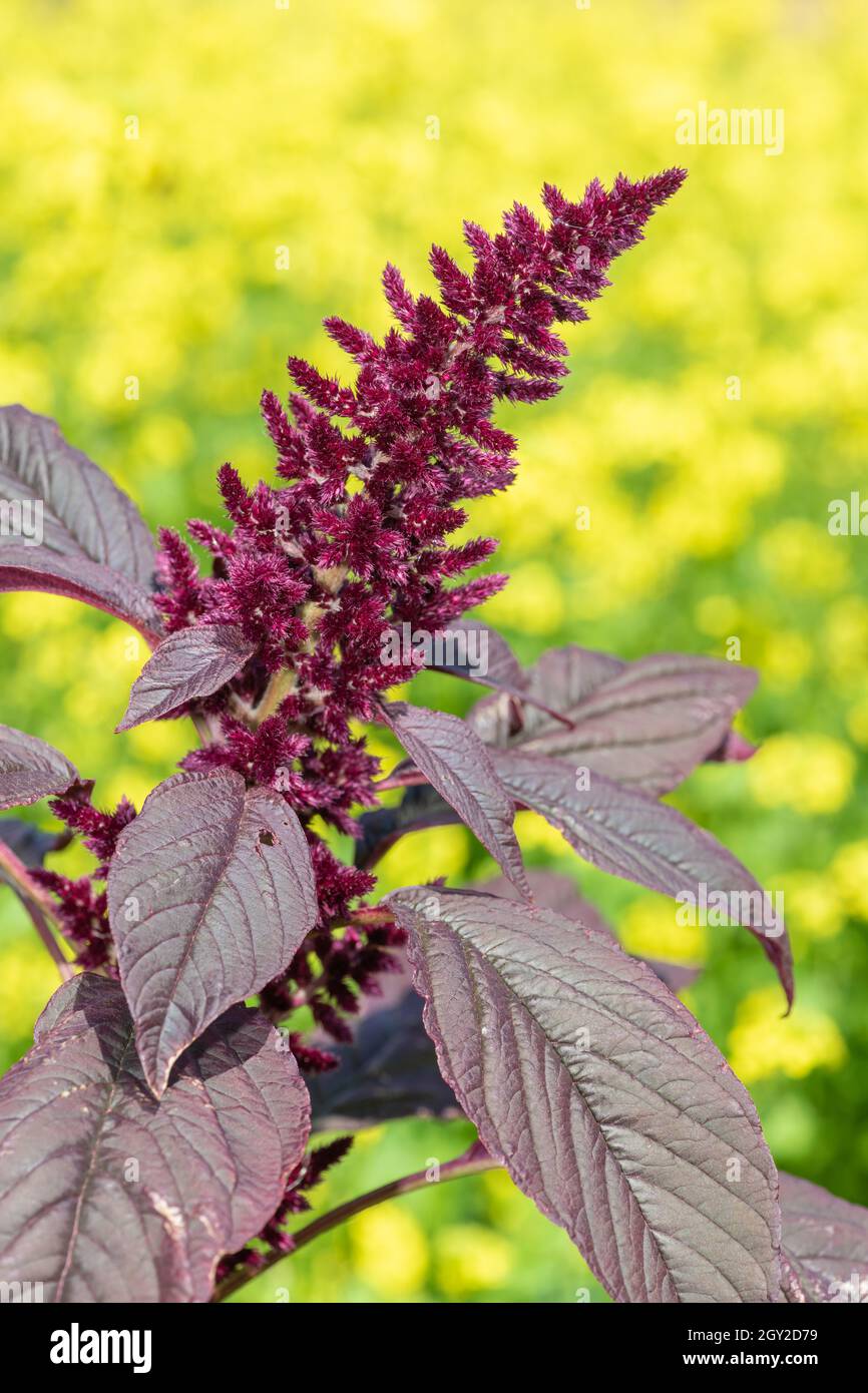 Close up of a Prince of Wales feather (amaranthus hypochondriacus) flower with a yellow background Stock Photo