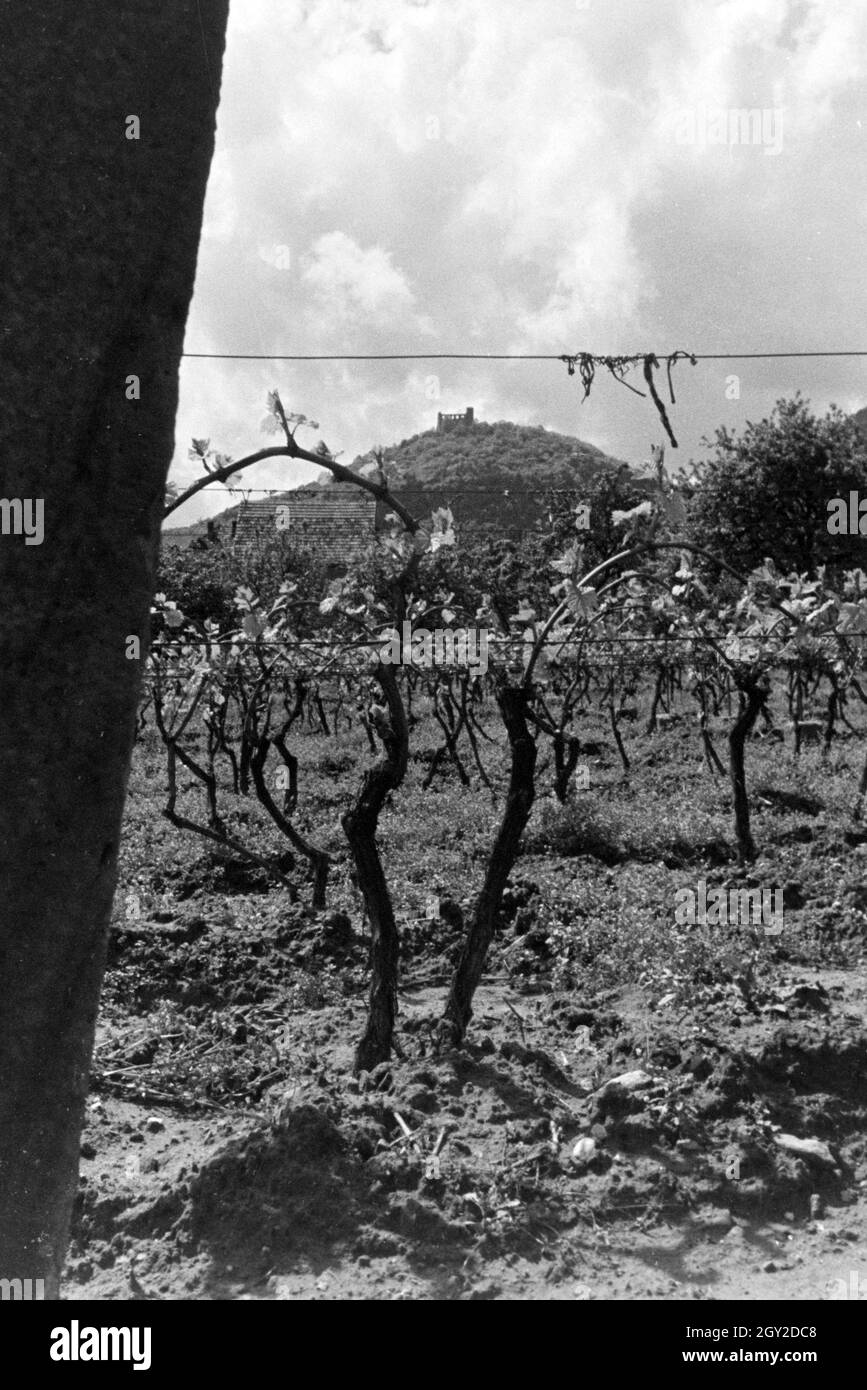Ein Ausflug an die Weinstraße in der Pfalz, Deutsches Reich 1930er Jahre. An excursion to the Wine Route in the Palatinate; Germany 1930s. Stock Photo