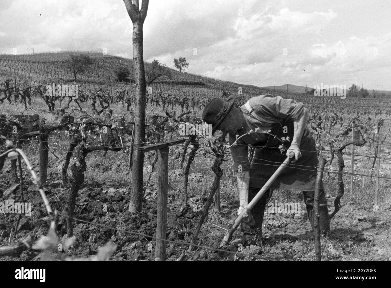 Ein Ausflug zur Weinstraße in der Pfalz, Deutsches Reich 1930er Jahre. An excursion to the German Wine Route in the Palatinate; Germany 1930s. Stock Photo