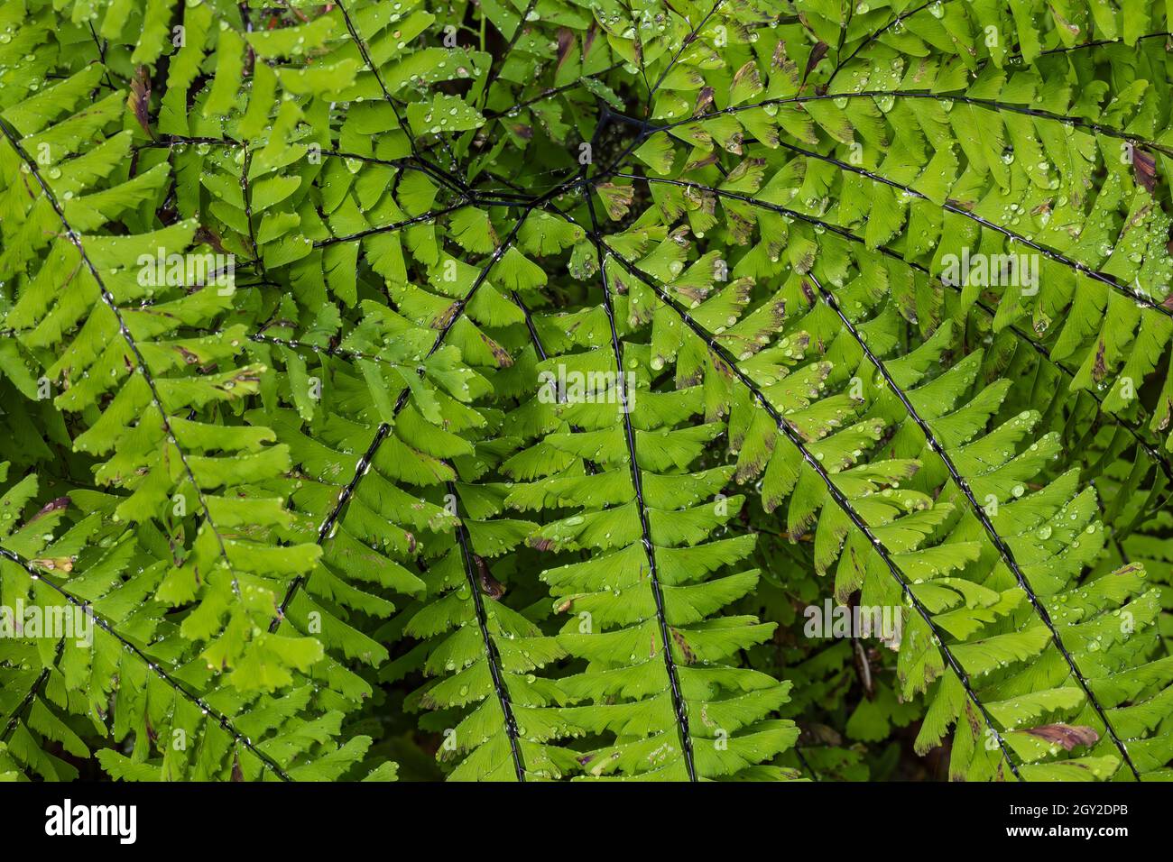 Northern Maidenhair Fern, Adiantum aleuticum, at Staircase in Olympic National Park, Washington State, USA Stock Photo