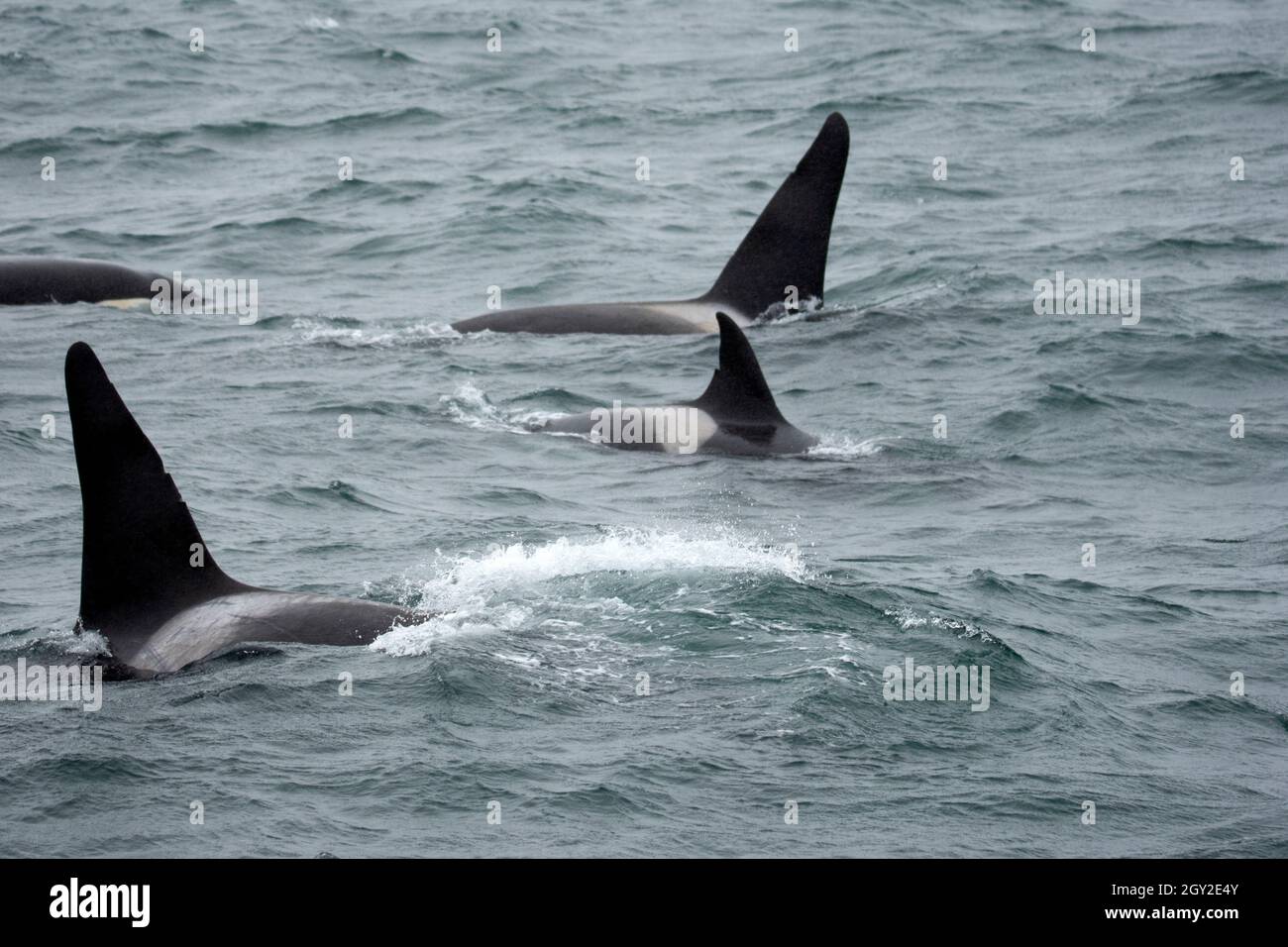 Orcas or killer whales, Orcinus orca, breathing on the surface, Resurection Bay, Kenai Peninsula, Alaska, USA Stock Photo