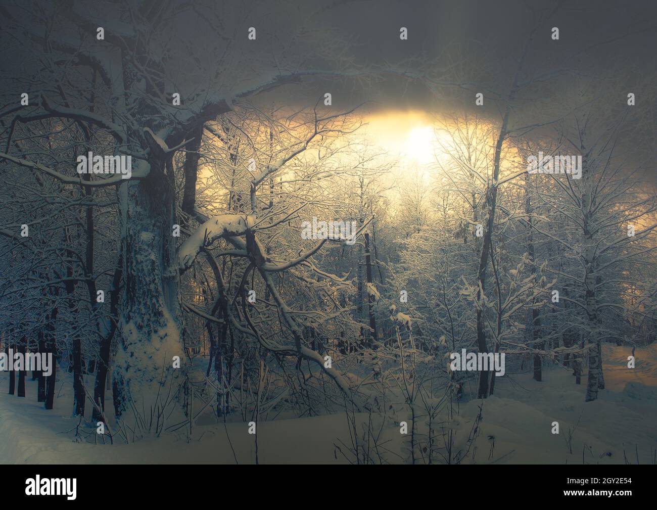 beautiful winter landscape with snow-covered trees and the sun sunrise or sunset dramatic effect Stock Photo