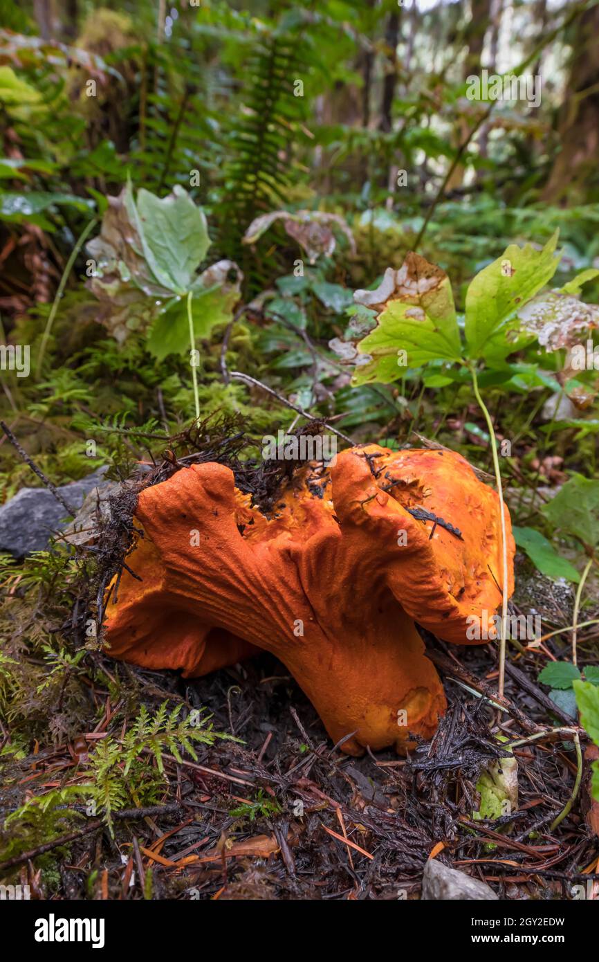 Lobster Mushroom, Hypomyces lactifluorum, at Staircase in Olympic National Park, Washington State, USA Stock Photo