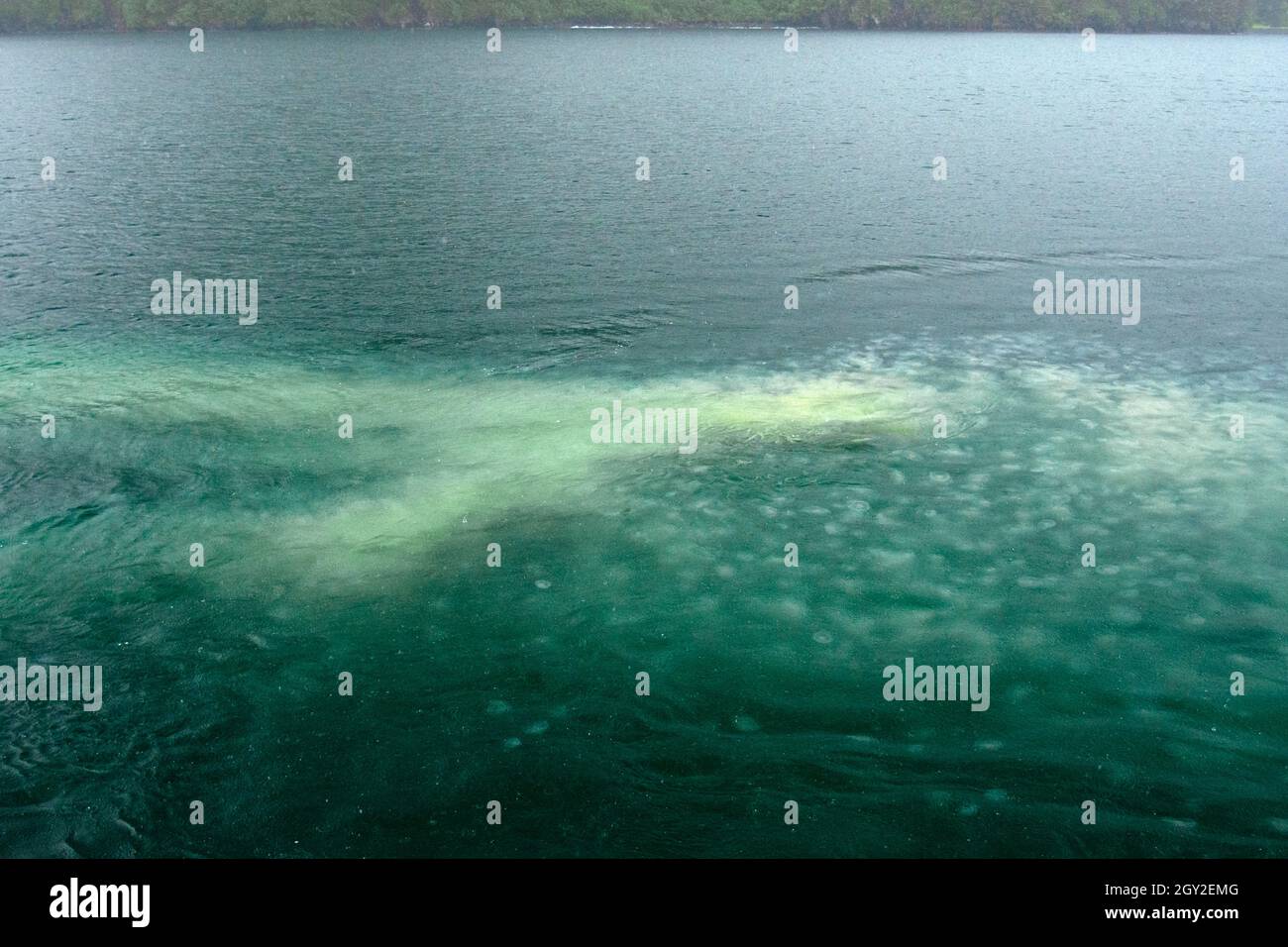 A smack of jellyfish viewed from the surface, Aialik Bay, Kenai Fjords National Park, Alaska, USA Stock Photo