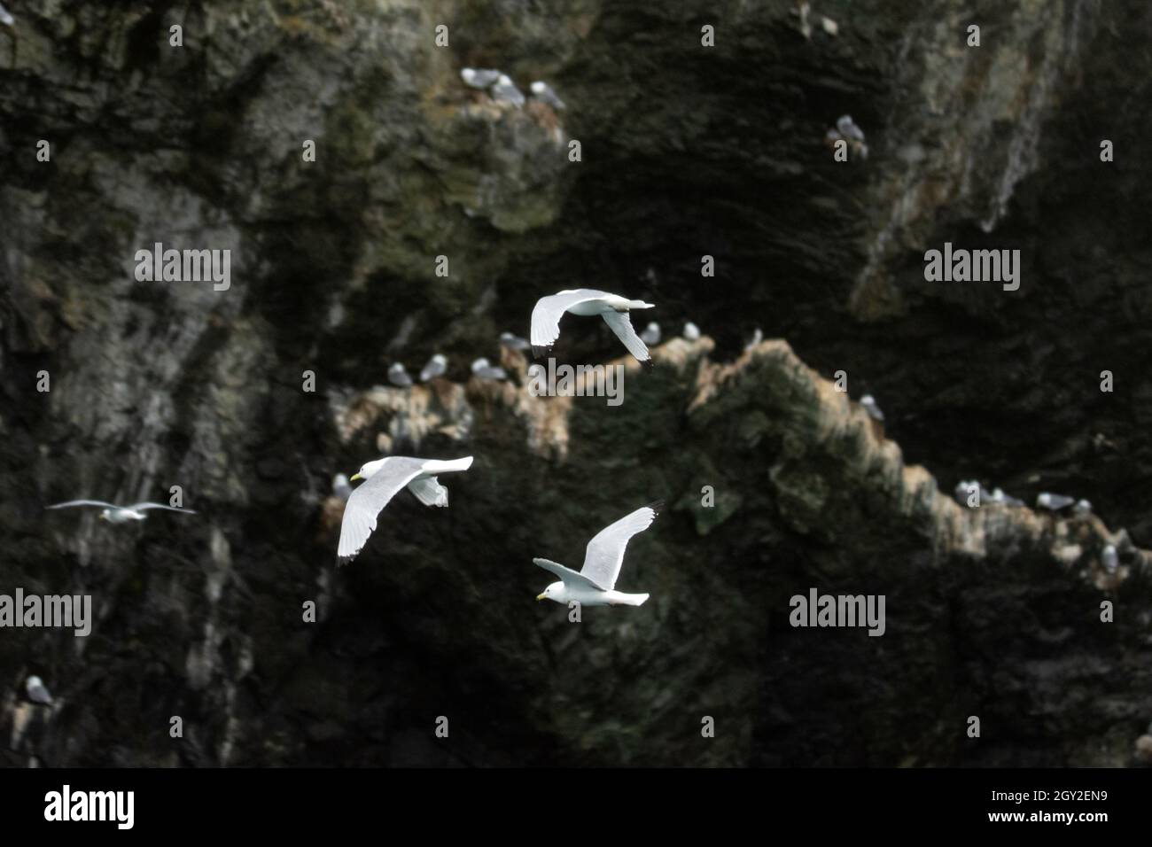 Glaucous wnged gulls, Larus glaucescens, flying around  Cheval Island, Kenai Fjords National Park, Alaska, USA Stock Photo